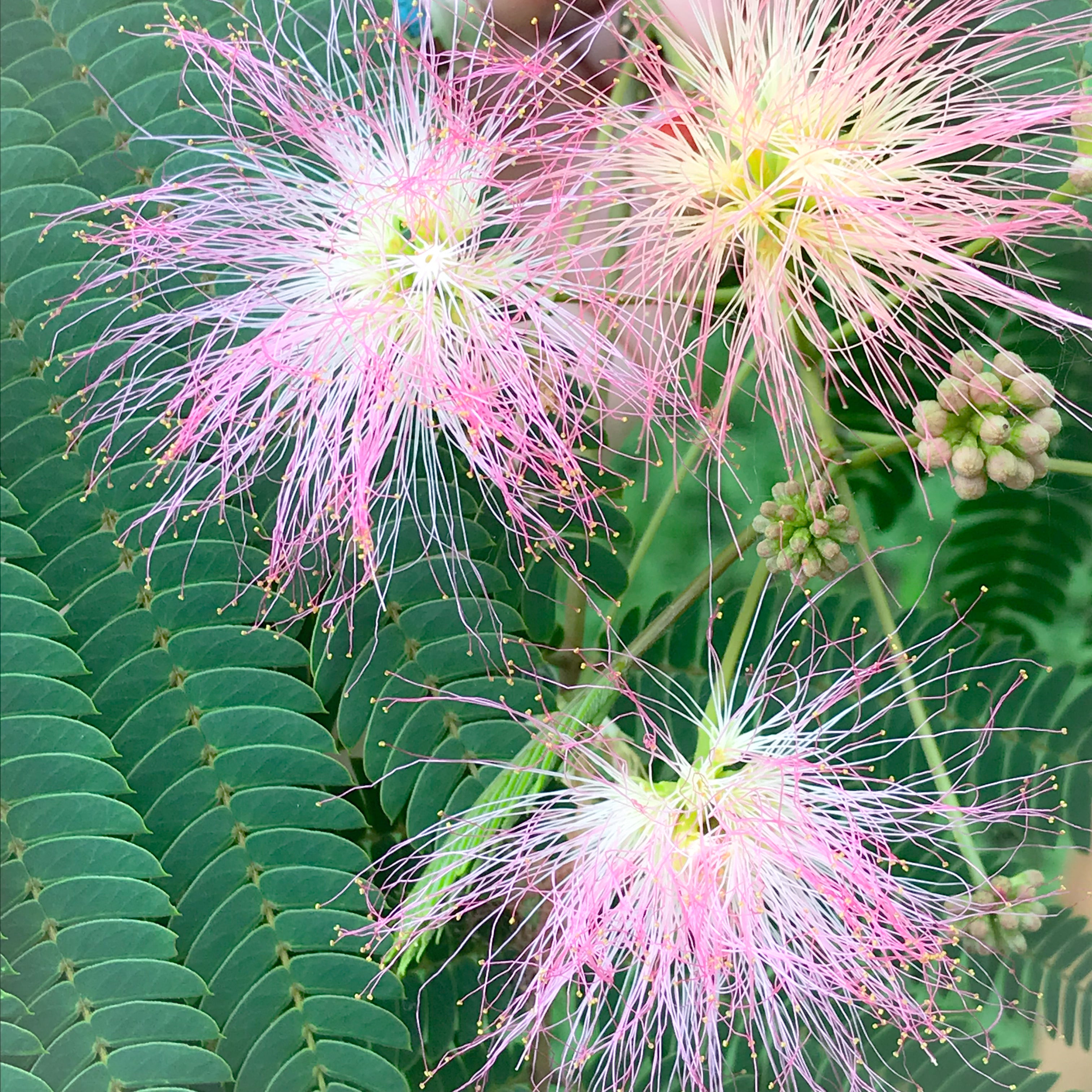 Mimosa Flower Essence