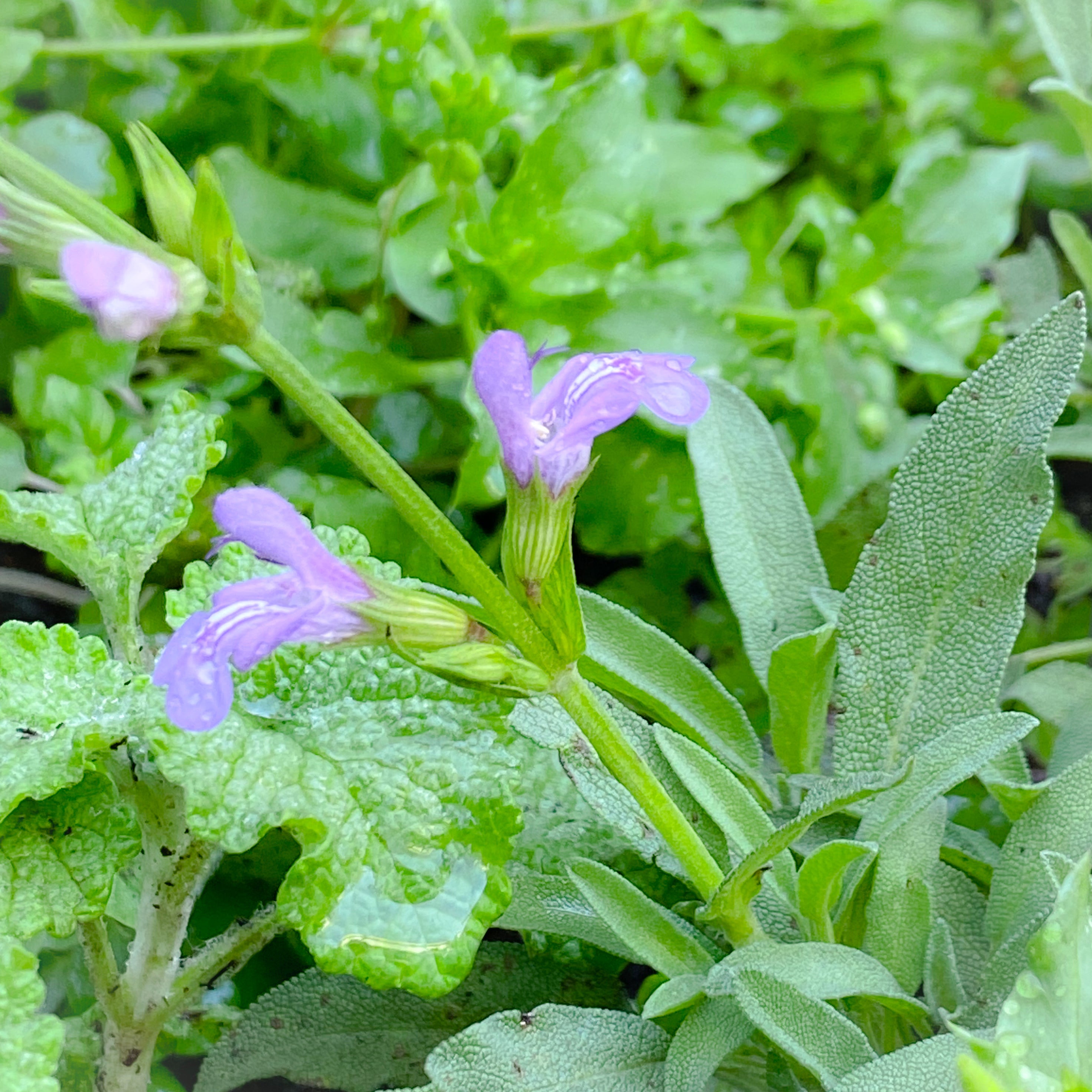 Dwarf Garden Sage Flower Essence