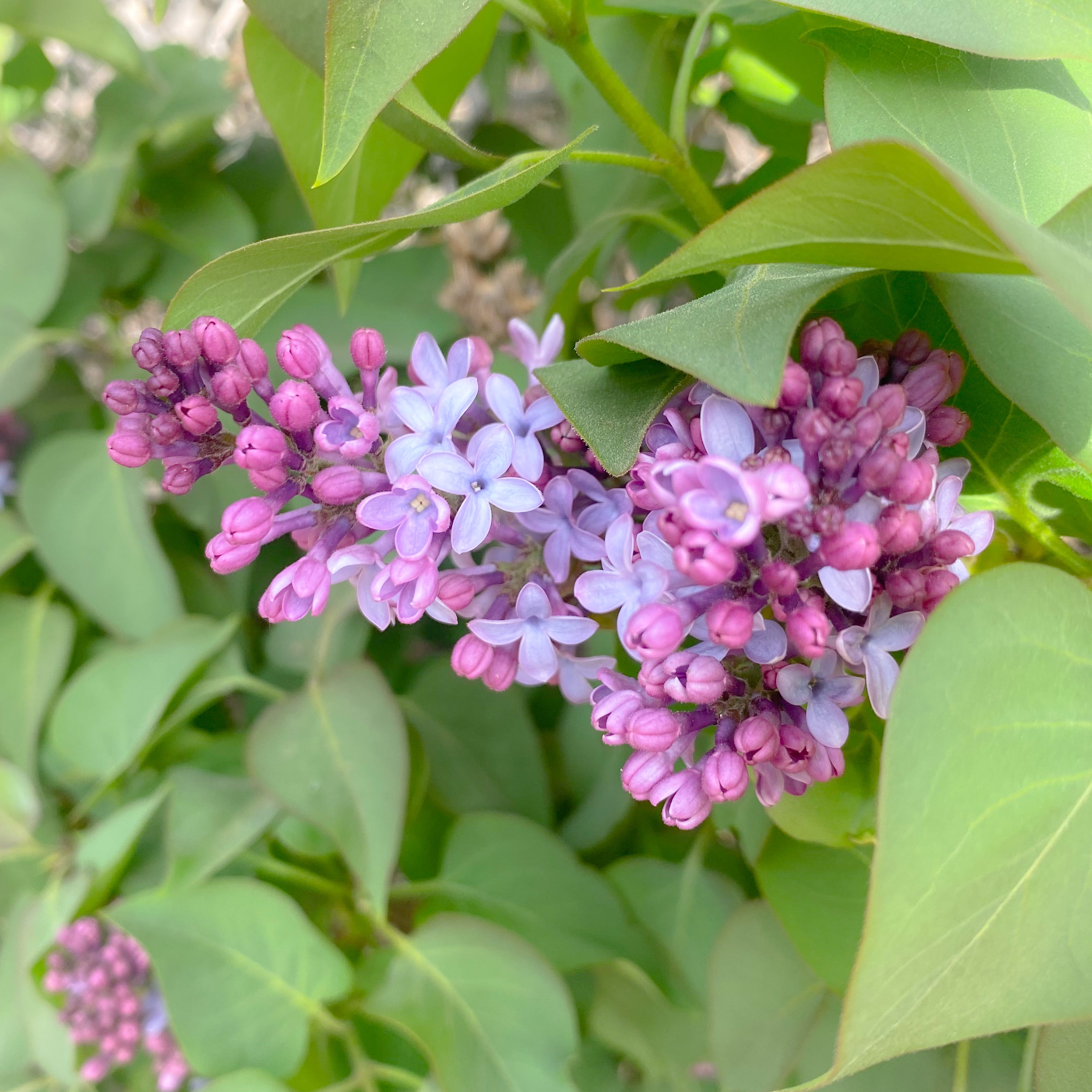 Lilac Flower Essence