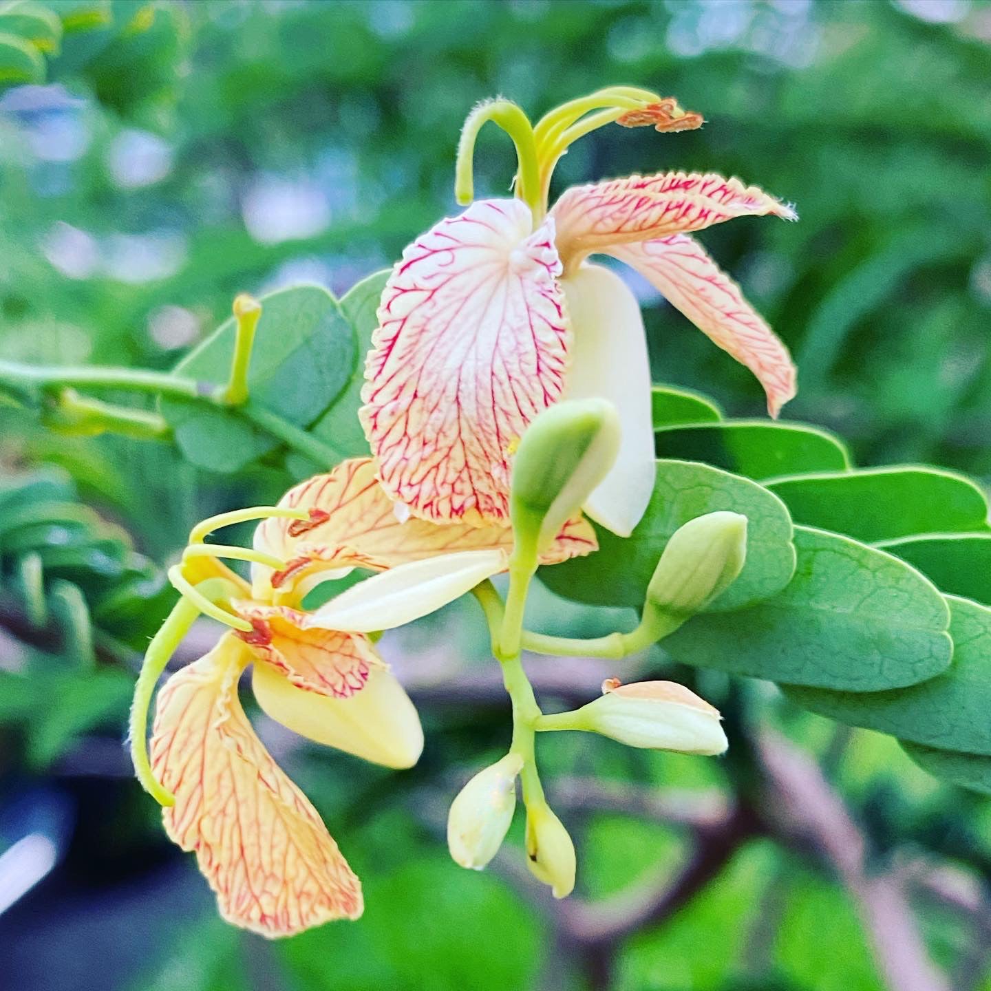 Tamarind Flower Essence