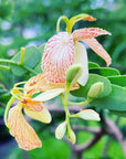 Tamarind Flower Essence