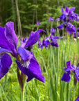 Siberian Iris Flower Essence