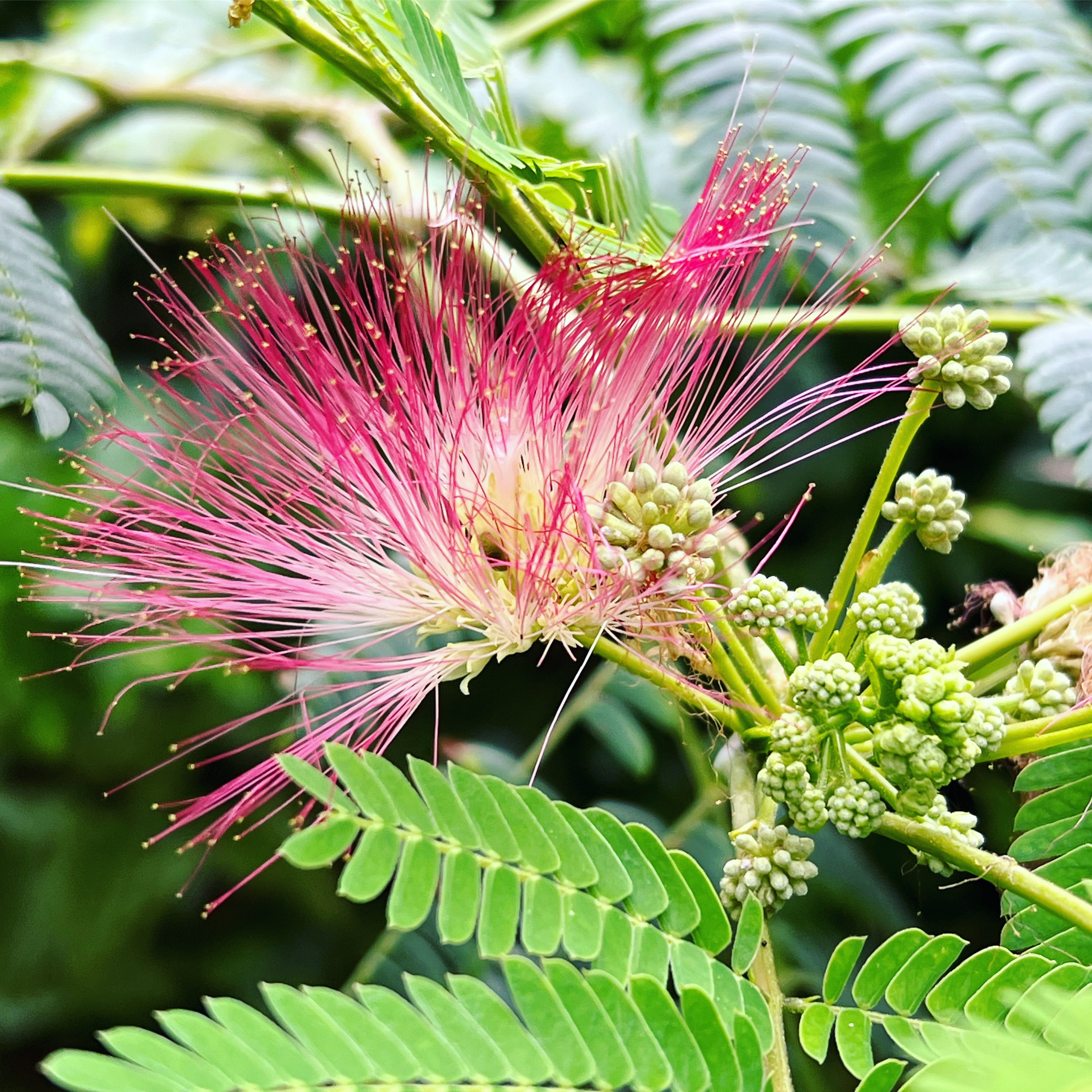 Mimosa Flower Essence