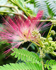 Mimosa Flower Essence