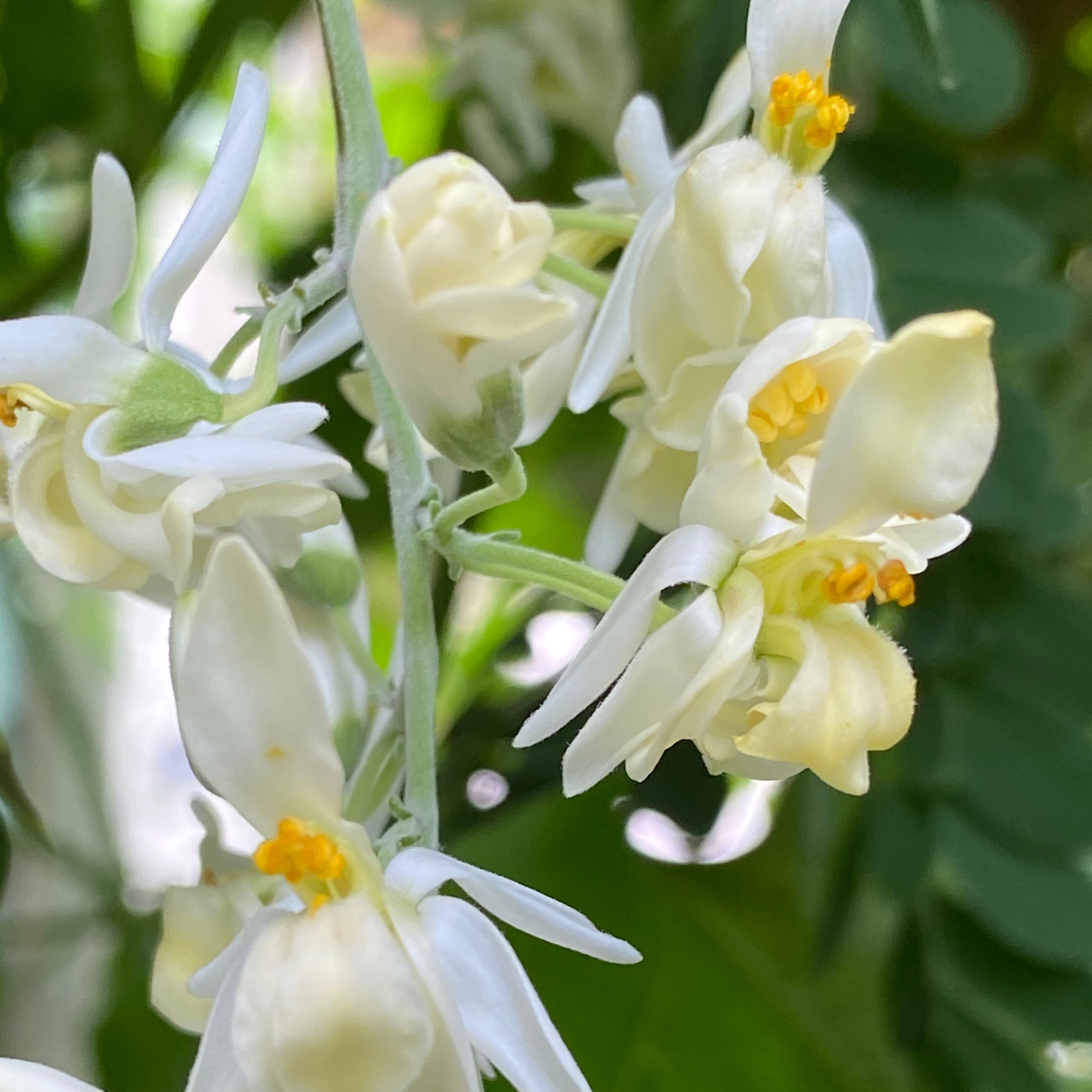 Moringa Flower Essence