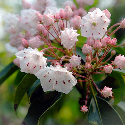 Mountain Laurel Flower Essence