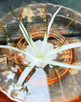 Beach Spider Lily Flower Essence
