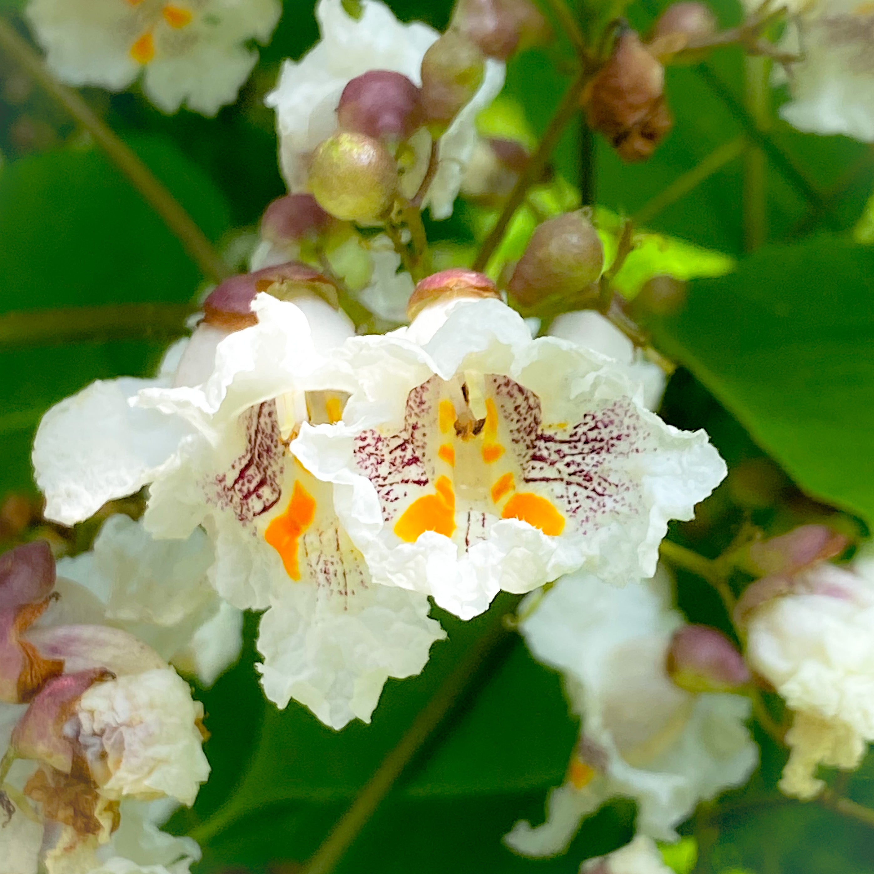 Catalpa Flower Essence – Whispering Roots Apothecary