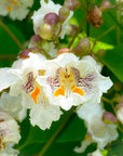 Catalpa Flower Essence