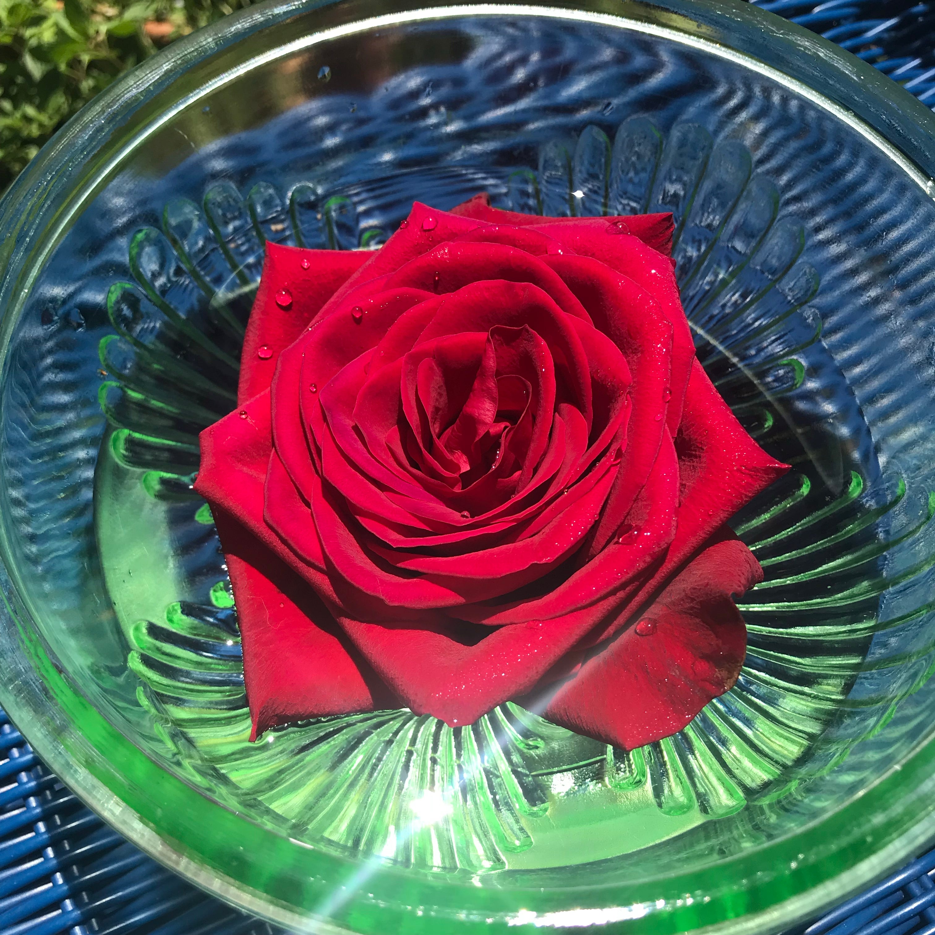 Red Rose Flower Essence