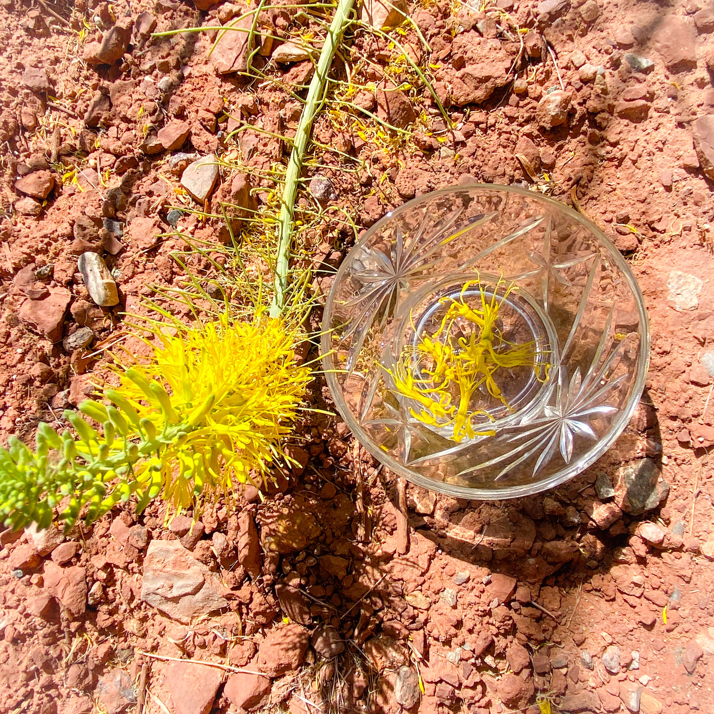 Desert Prince’s Plume Flower Essence