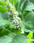 Motherwort Flower Essence