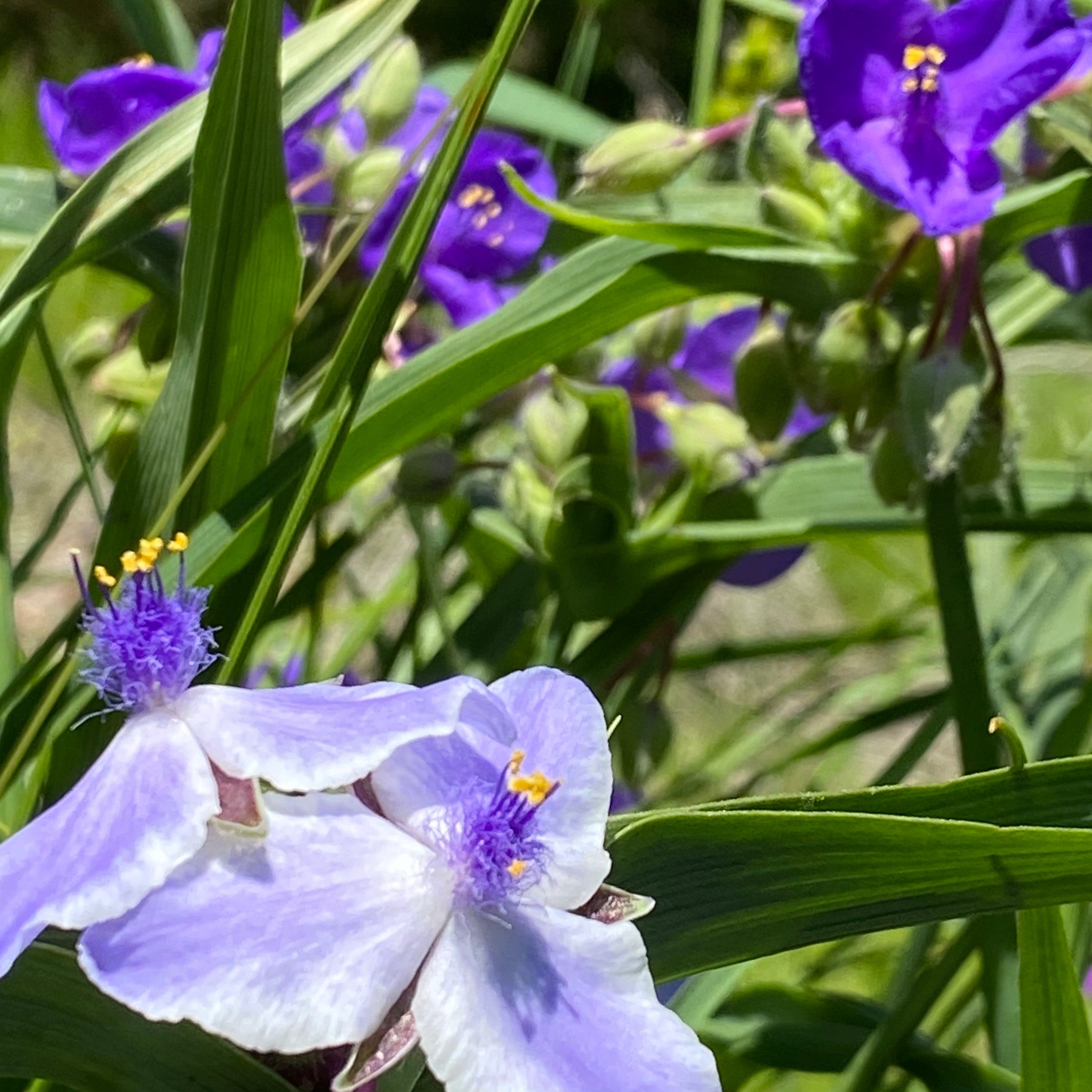 Spiderwort Flower Essence – Whispering Roots Apothecary
